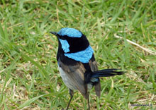 Wren Fraiv Superb Blue- Australie